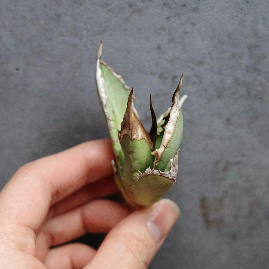 特選！アガベ　チタノタ　オテロイ　オアハカ実生　極上株　ゴリバンド