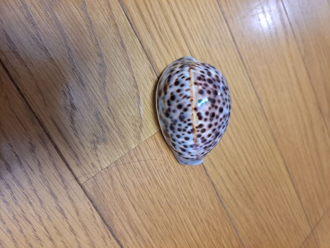 巨大 ホシダカラガイ