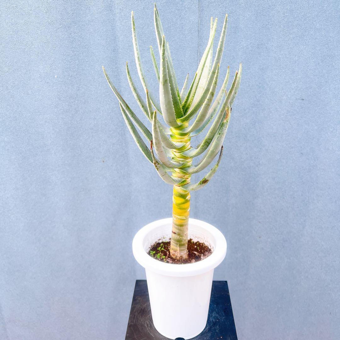 現品　アロエ　ディコトマ　19番　幹上がり　根上がり　多肉植物　ドライガーデン