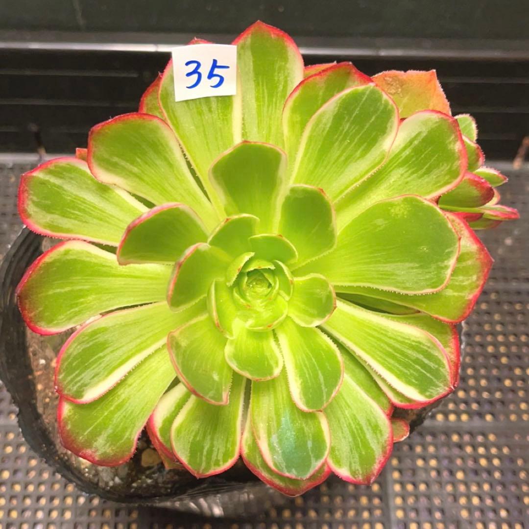 35#植物アエオニウム錦莲花座錦❤️ロータスホルダ錦❤️1大頭2小頭16cm拨き苗