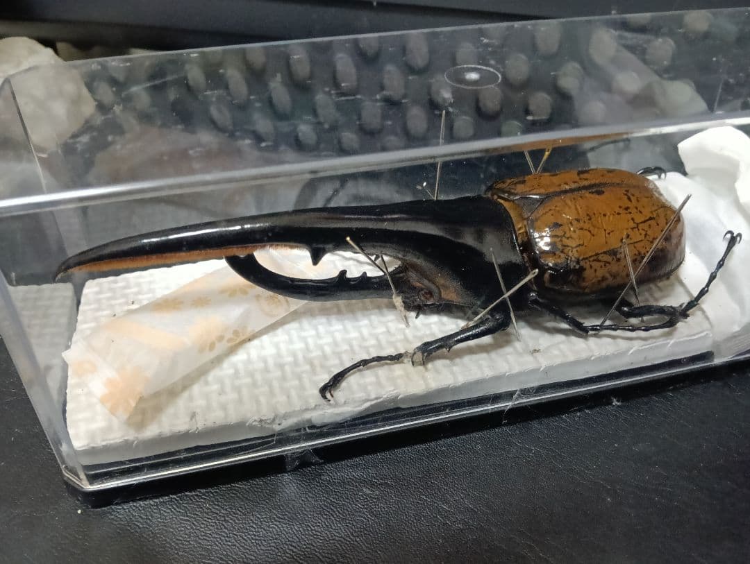 昆虫標本 超大型血統ヘラクレスオオカブト雄163mm 美形