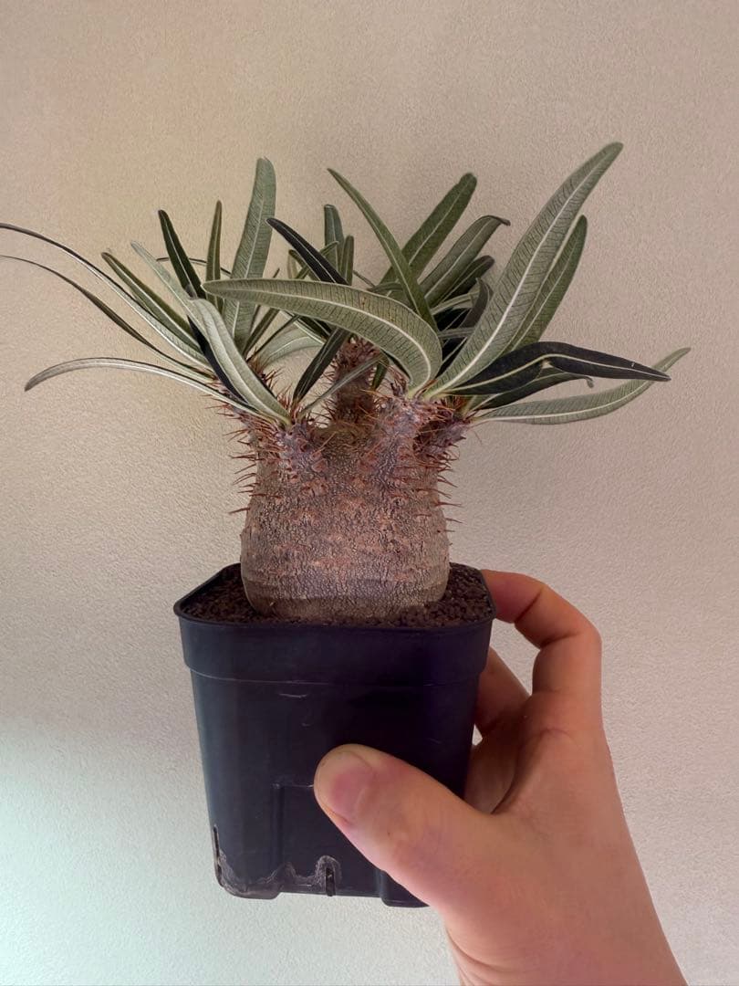 グラキリス実生　中株サイズ