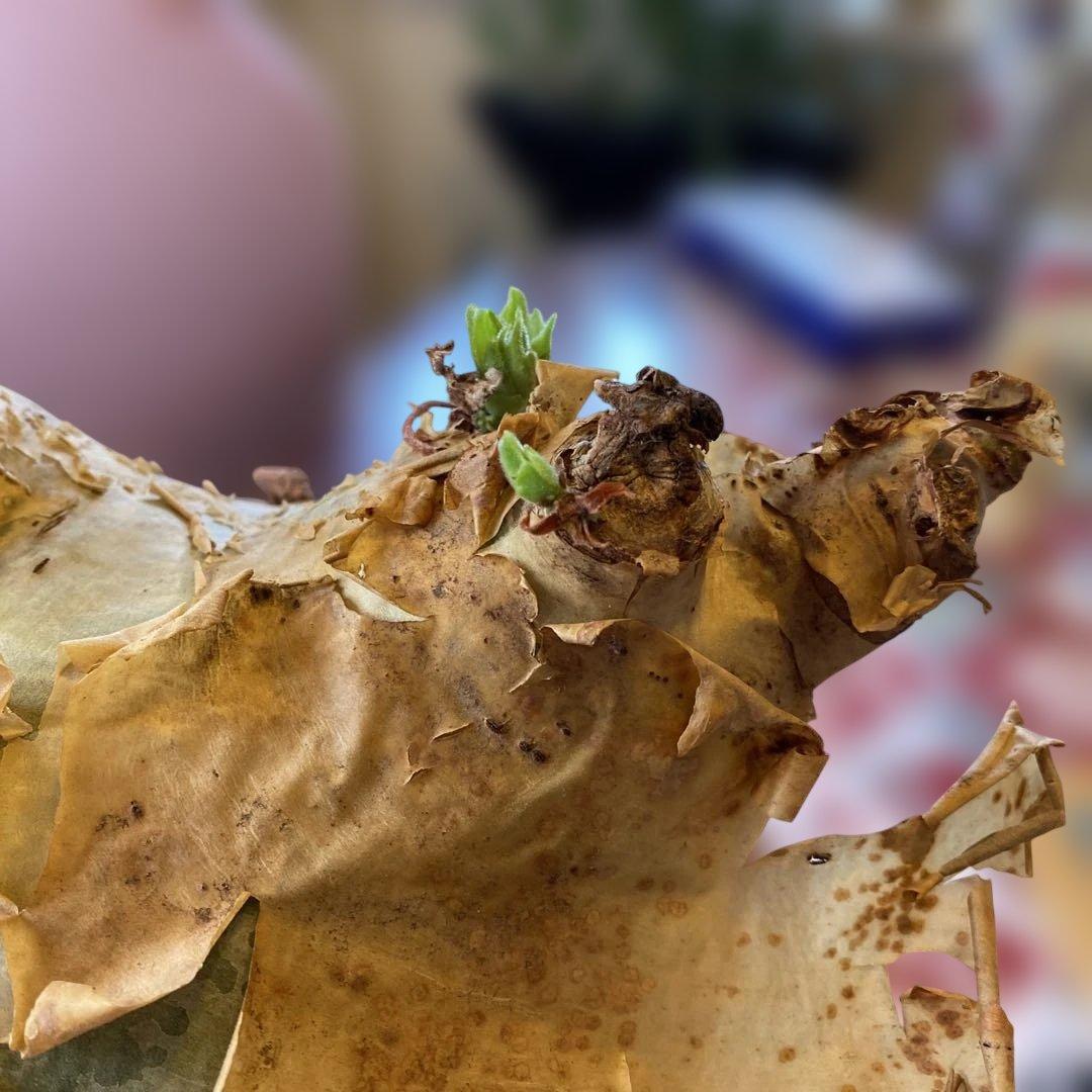 キフォステンマ マクロプス 大きめ 現地球