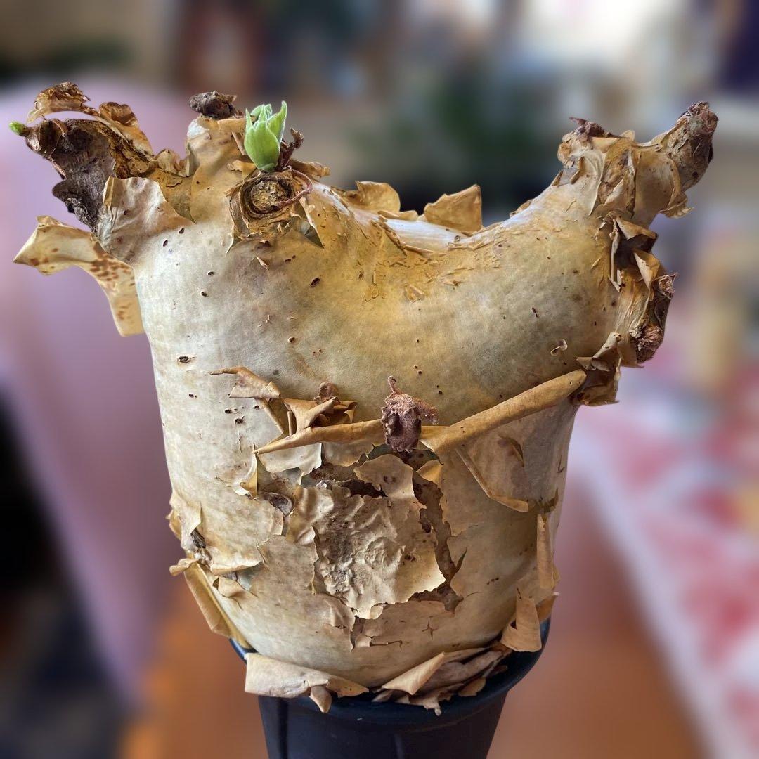 キフォステンマ マクロプス 大きめ 現地球