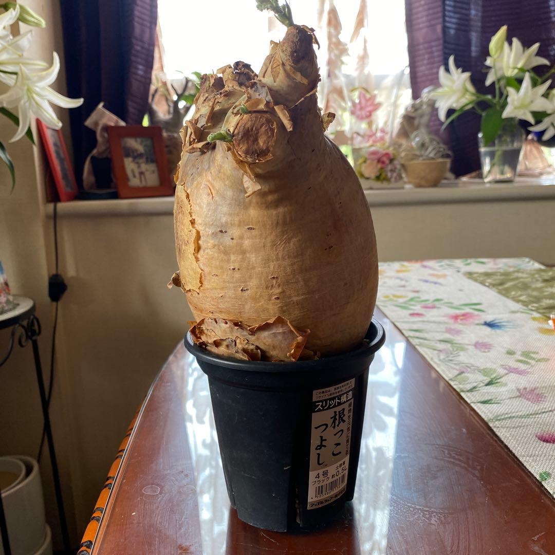 キフォステンマ マクロプス 大きめ 現地球