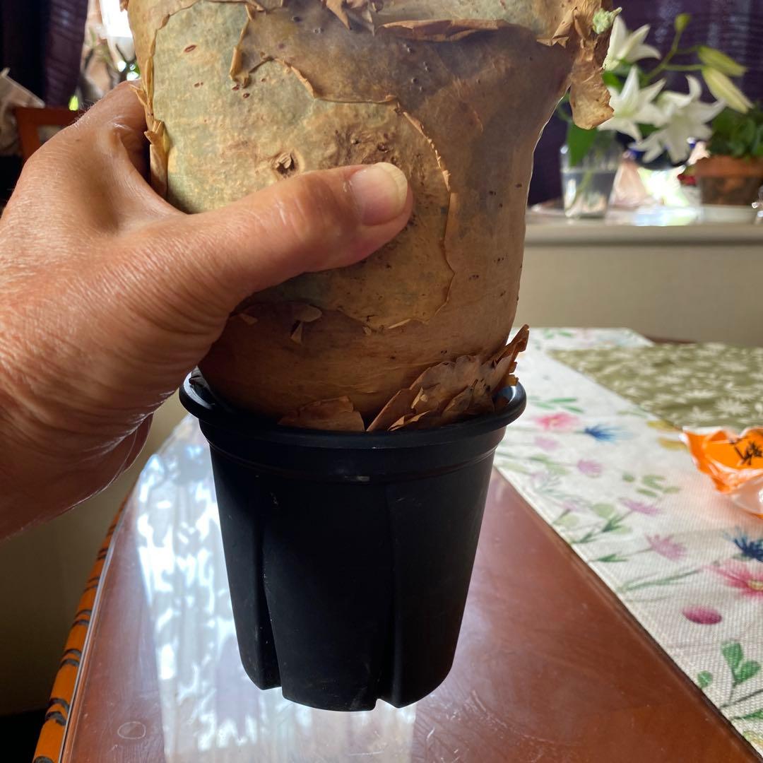 キフォステンマ マクロプス 大きめ 現地球