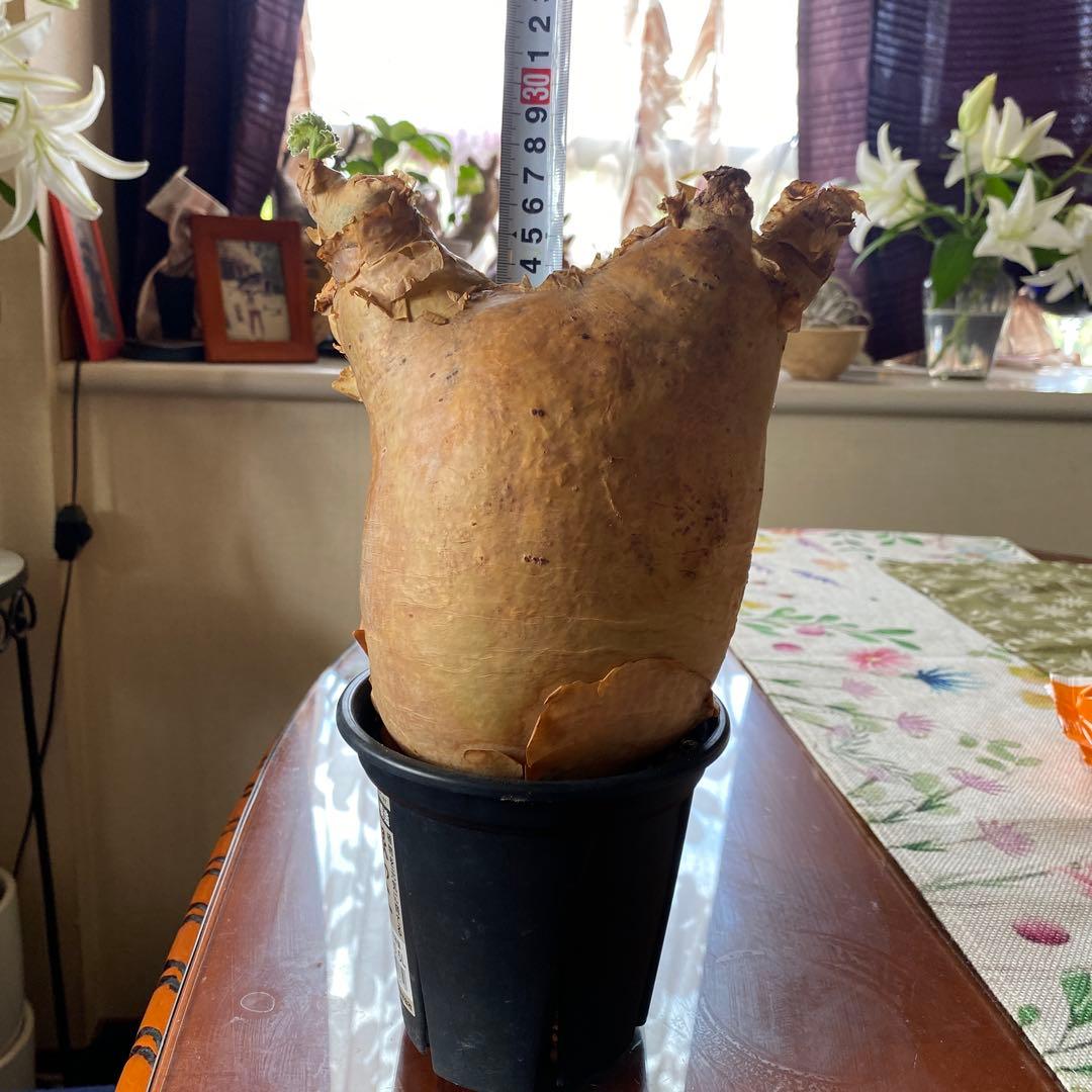 キフォステンマ マクロプス 大きめ 現地球