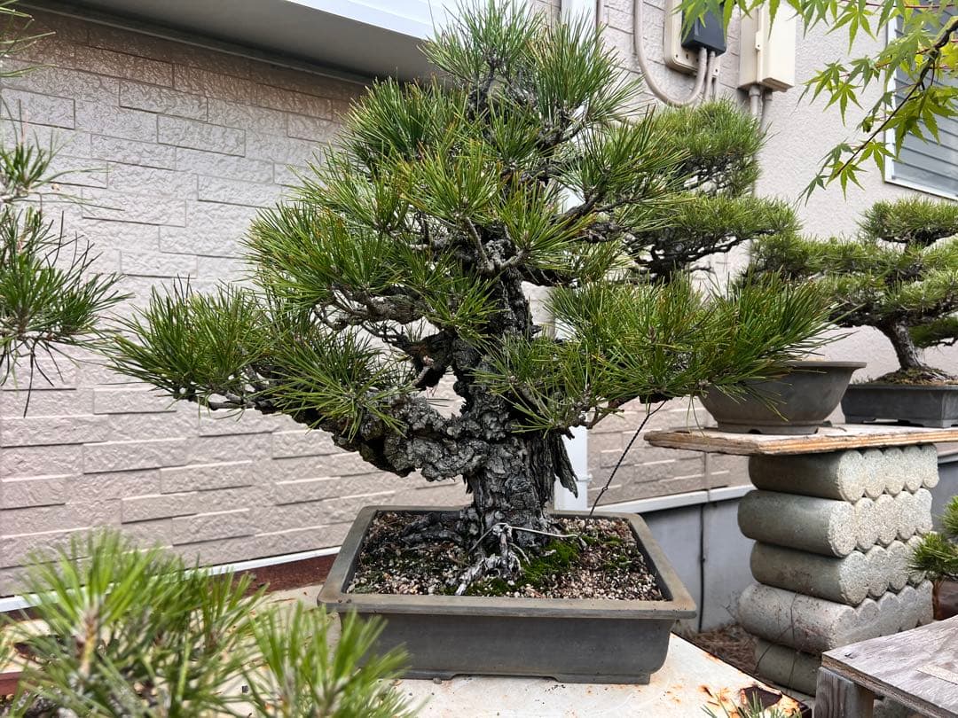 錦松　盆栽　岩石性