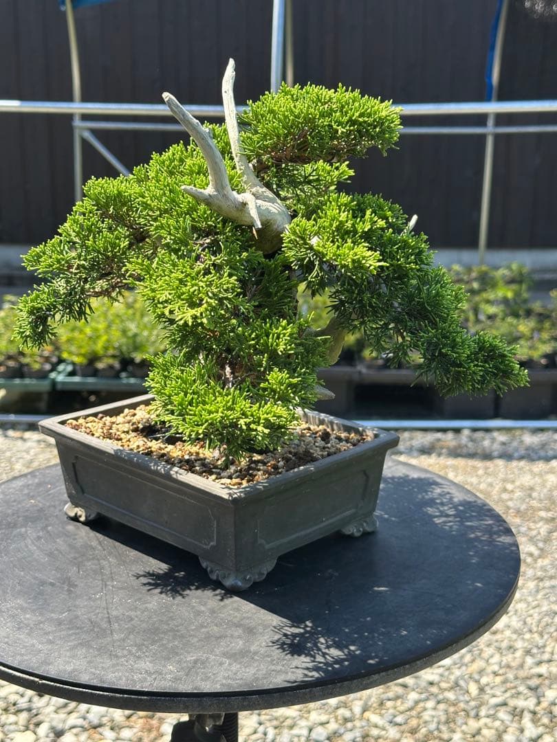 盆栽 糸魚川真柏 太幹 貴風サイズ-2