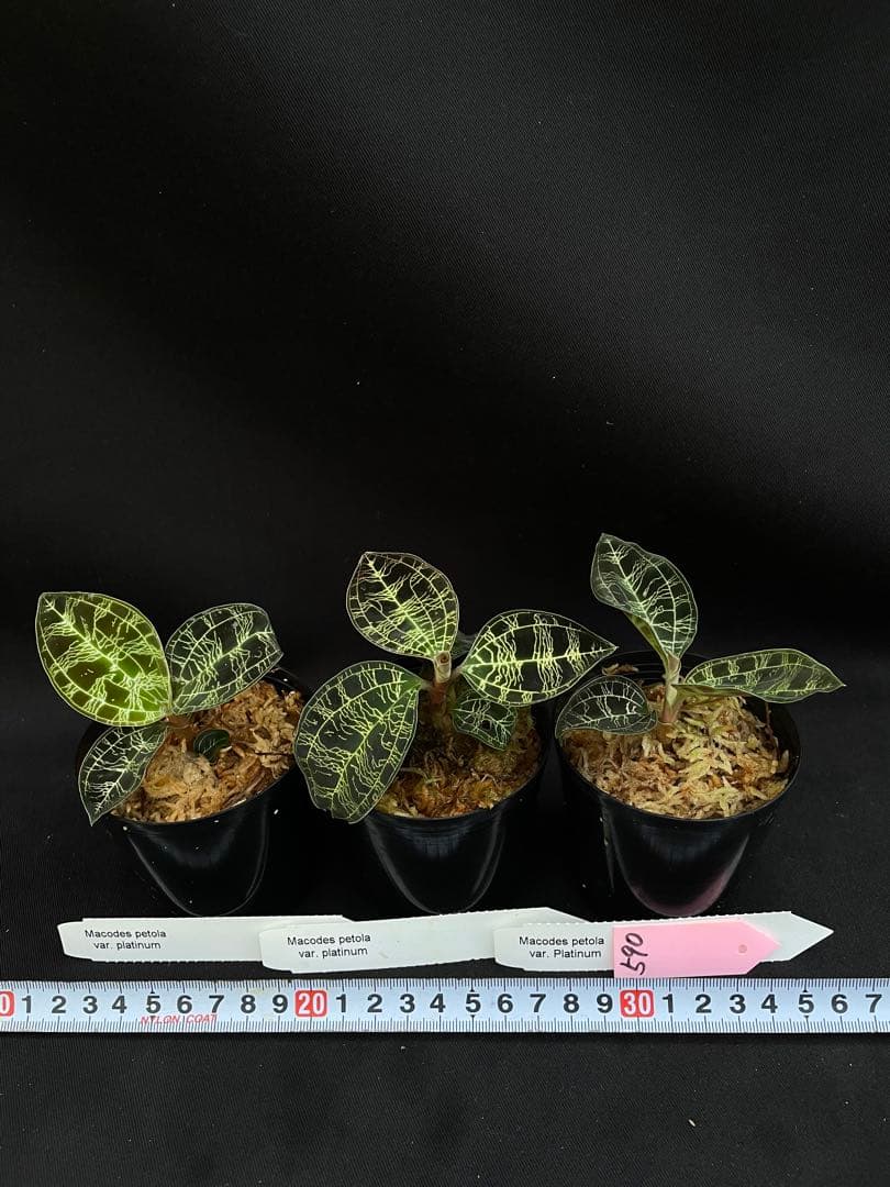 ジュエルオーキッド　マコデス　ペトラ　プラチナム３株セット