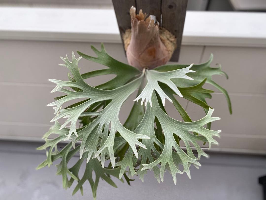 ビカクシダ　E-1