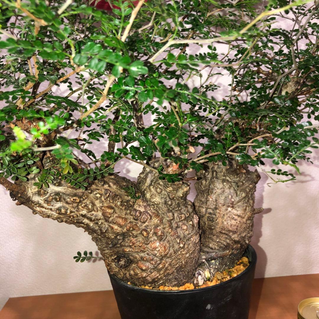 オペルクリカリア　パキプス　Wヘッド　現地球 発送株　(鉢付き)