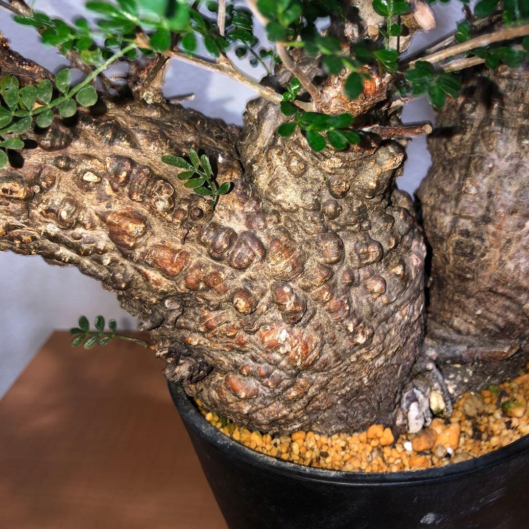 オペルクリカリア　パキプス　Wヘッド　現地球 発送株　(鉢付き)