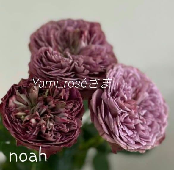 ❀Yami_roséさま❀　バラ