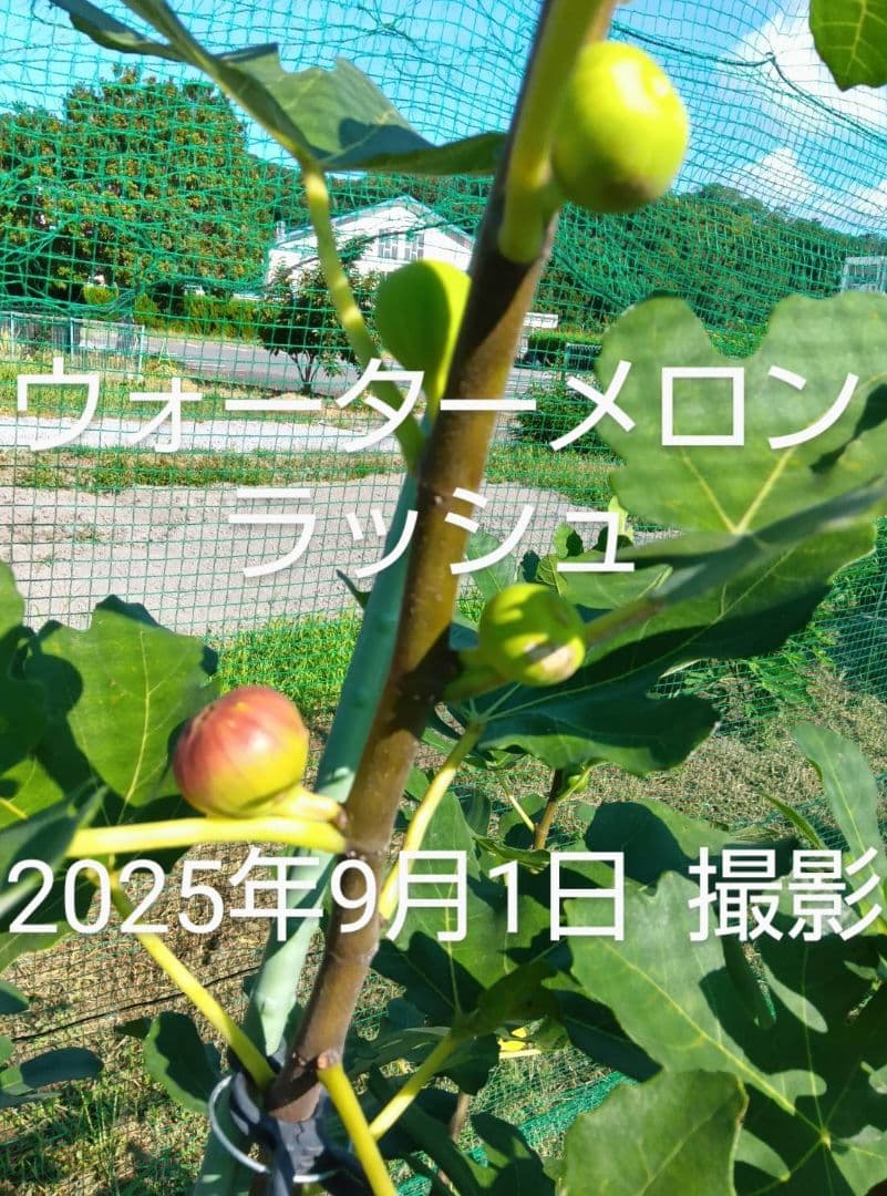 ③◆イチジク穂木2本◆ウォーターメロンラッシュ③【親木の写真あり・結実実績あり】