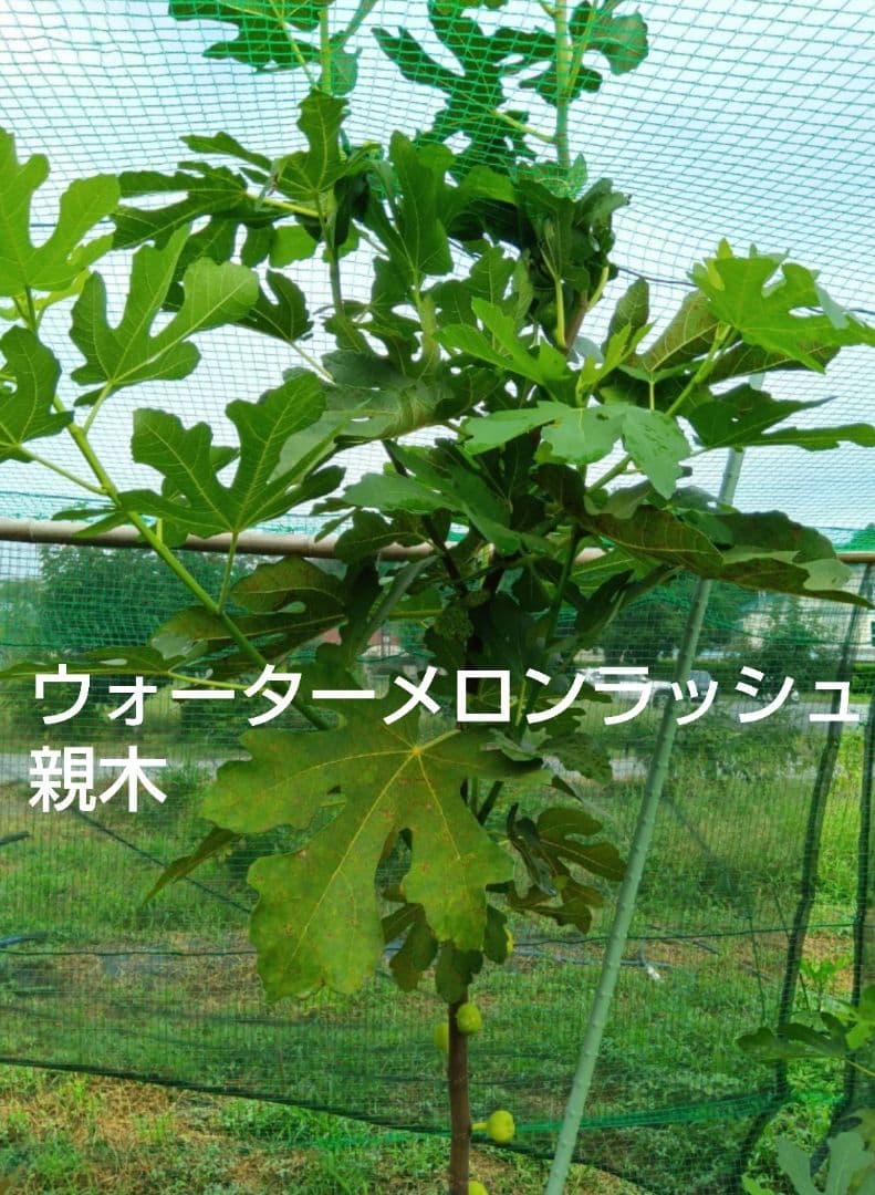 ③◆イチジク穂木2本◆ウォーターメロンラッシュ③【親木の写真あり・結実実績あり】