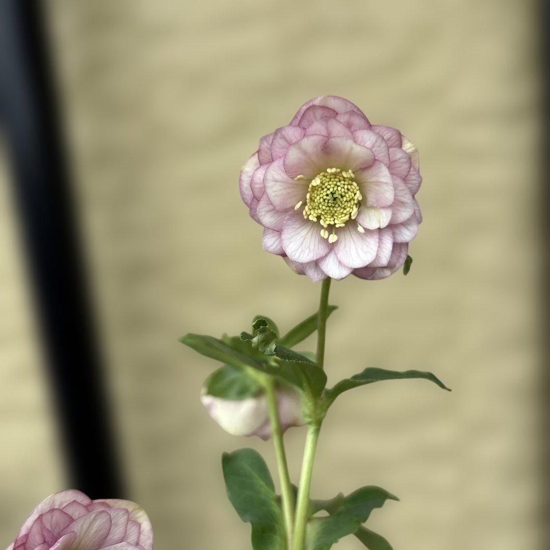 小輪多弁手毬プリマヴェーラ交配ddクリスマスローズ　開花株　加藤農園　苗　現品