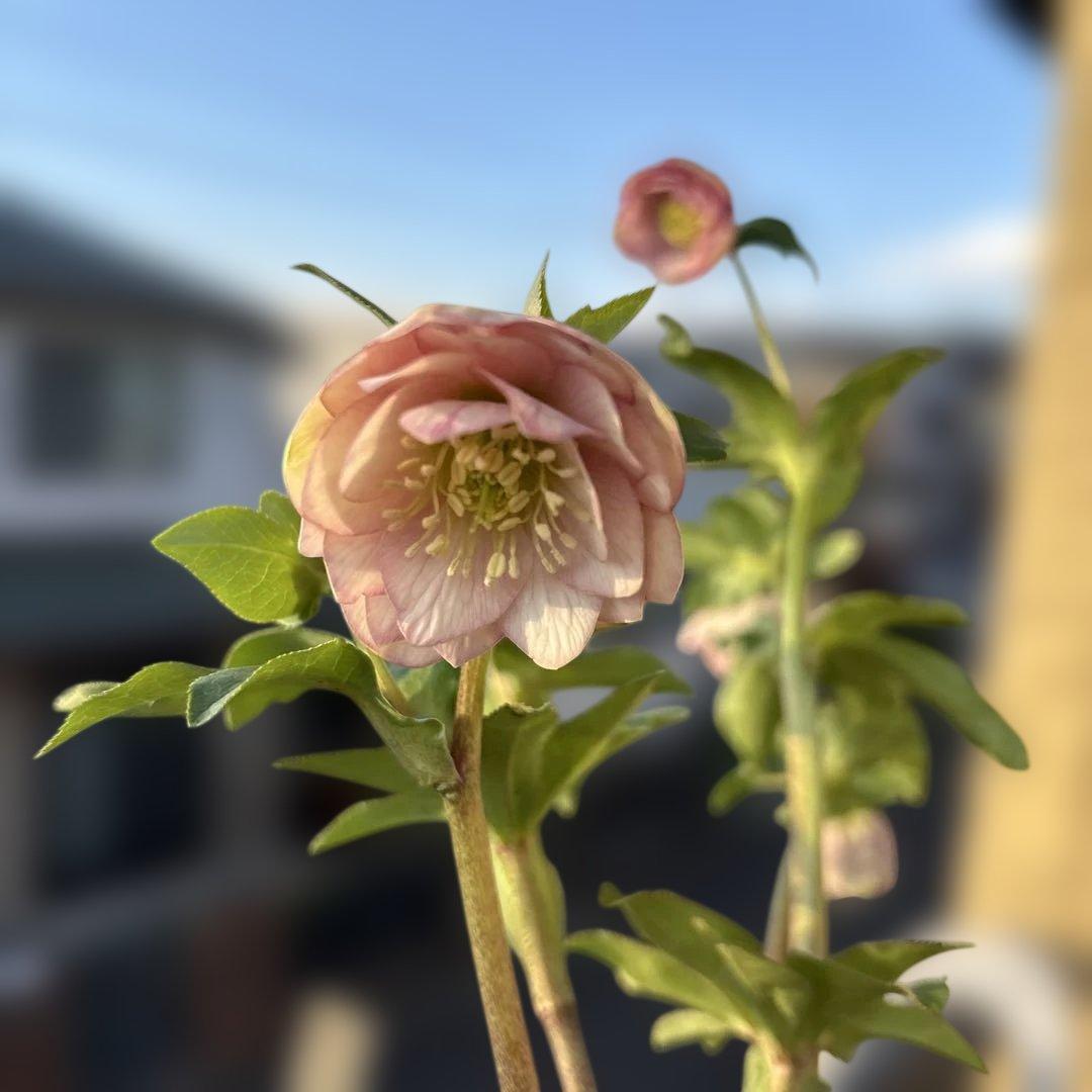 小輪多弁手毬プリマヴェーラ交配ddクリスマスローズ　開花株　加藤農園　苗　現品