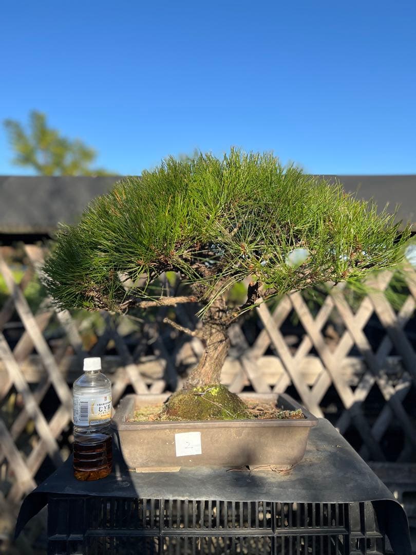 赤松　中品　極上　格安　樹齢約35年