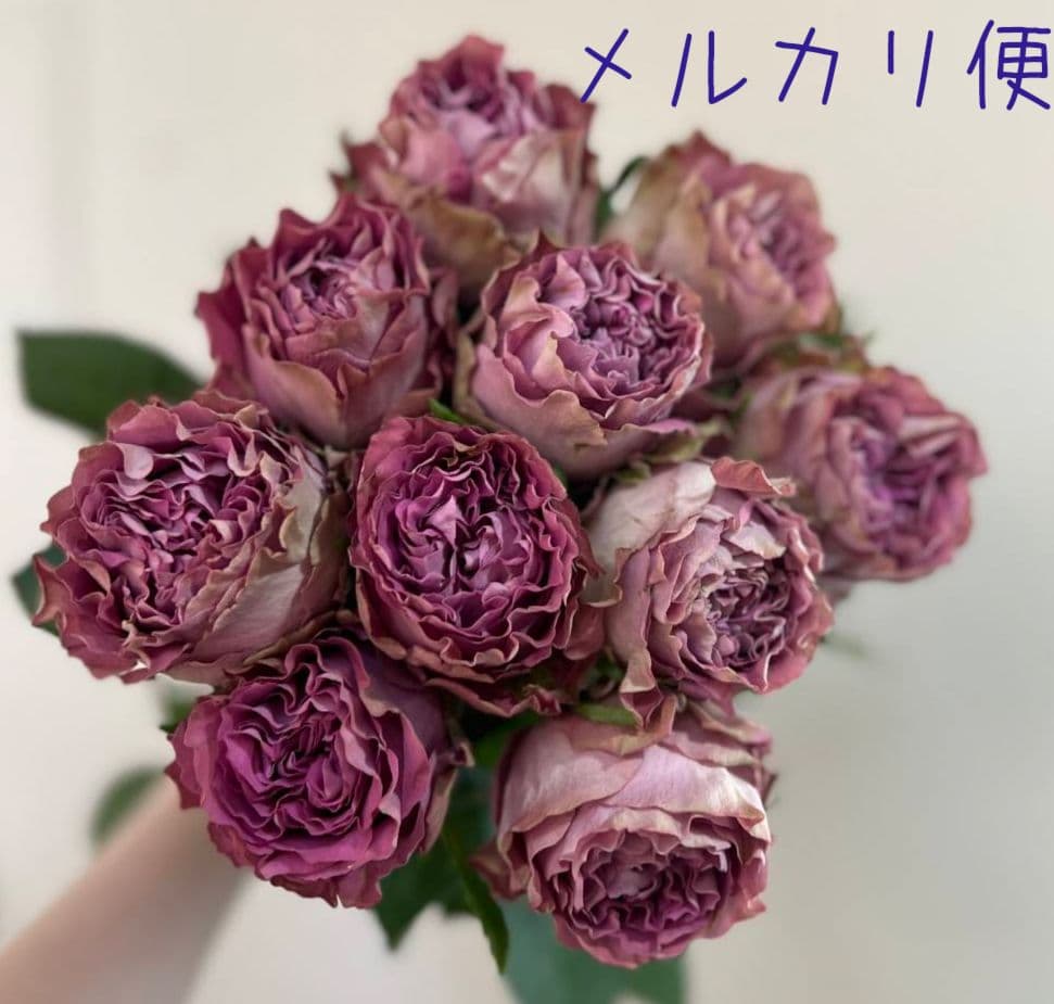 ❀専用❀　バラ　苗　切り花品種　b