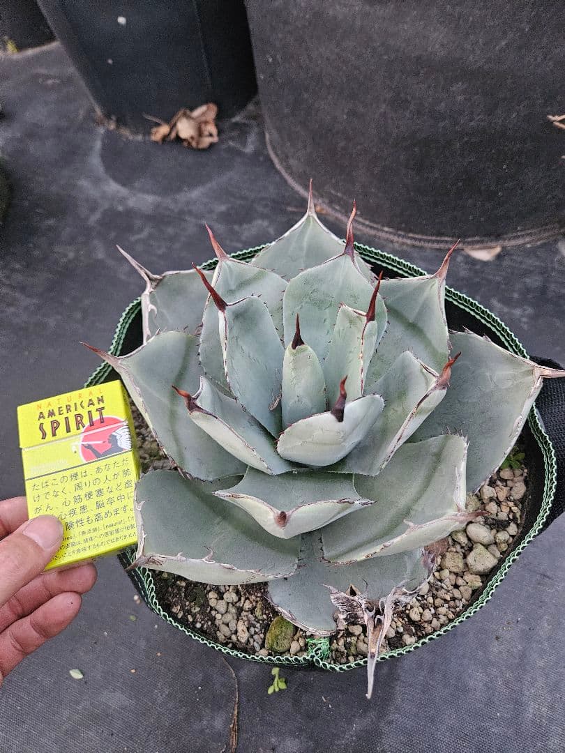 パリー　トランカータ　2株同梱　専用です。