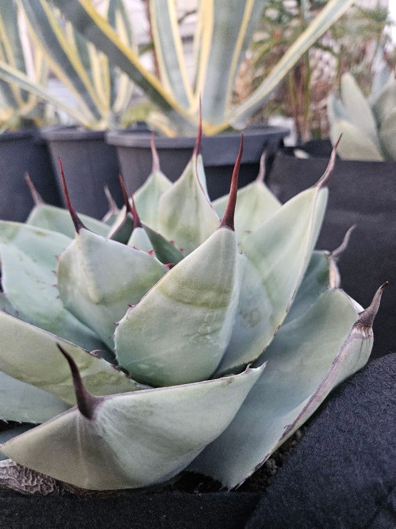 パリー　トランカータ　2株同梱　専用です。