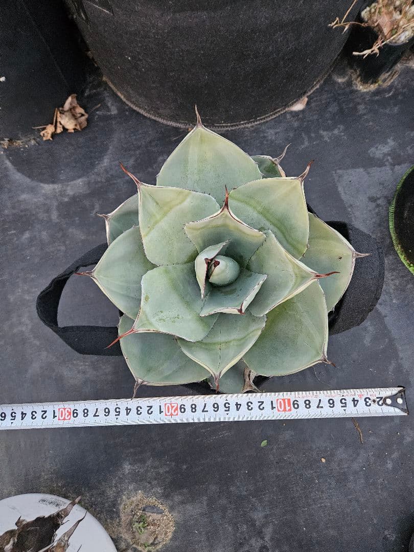 パリー　トランカータ　2株同梱　専用です。