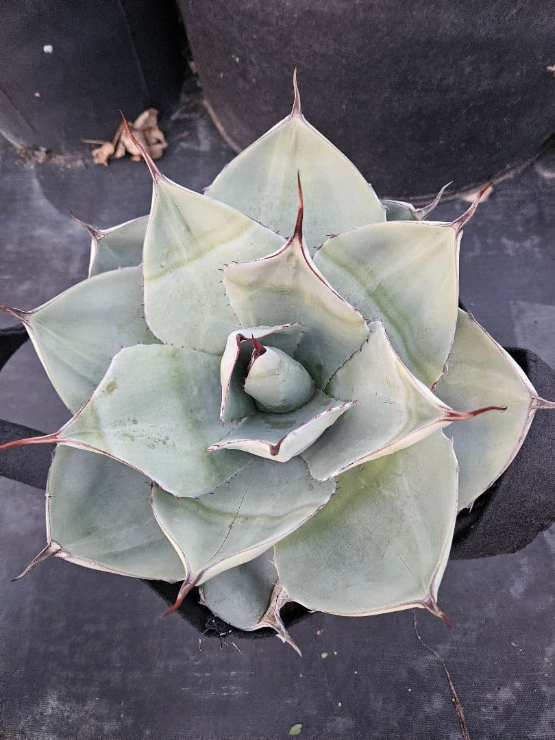 パリー　トランカータ　2株同梱　専用です。