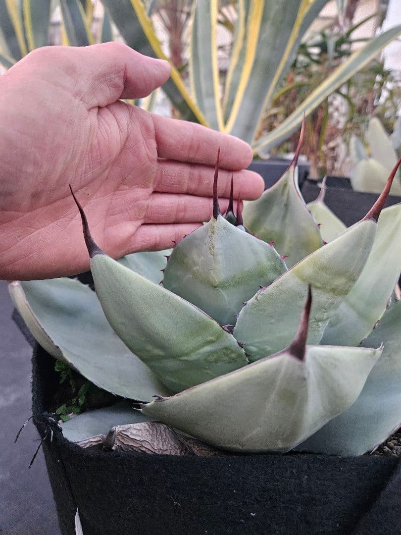 パリー　トランカータ　2株同梱　専用です。