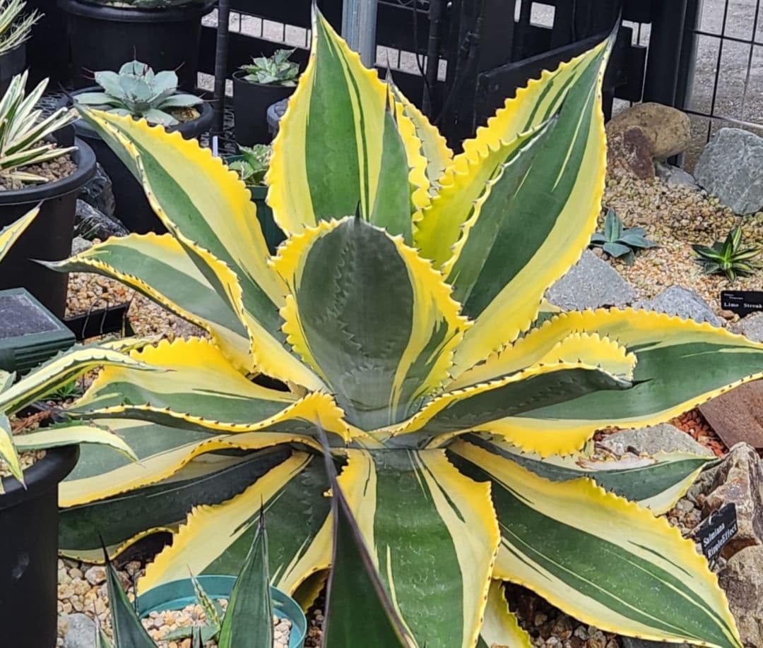 アガベ　サルミアナ　リップルエフェクト　美形