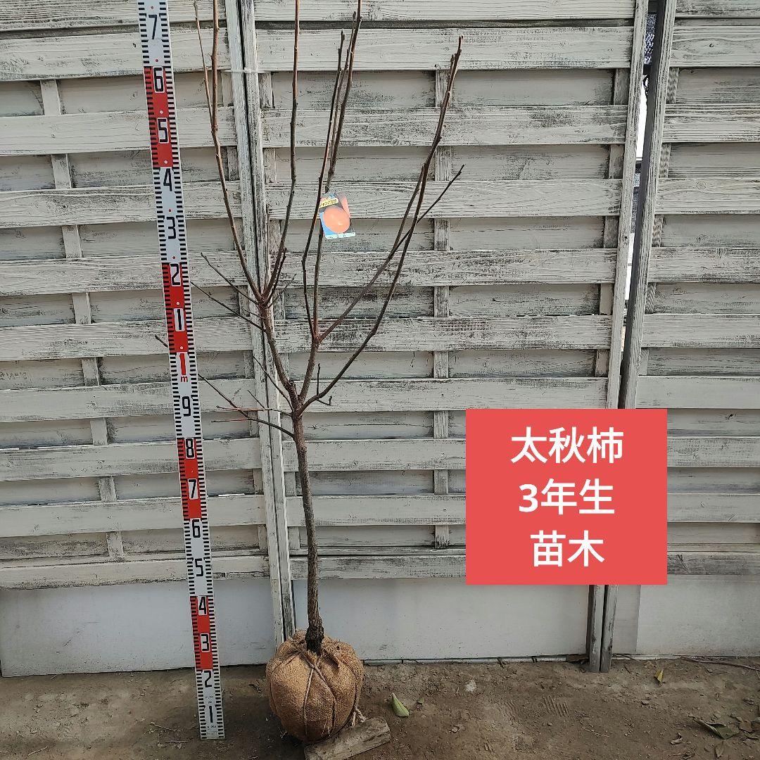 ケンジさま専用 太秋柿 3年生 苗木