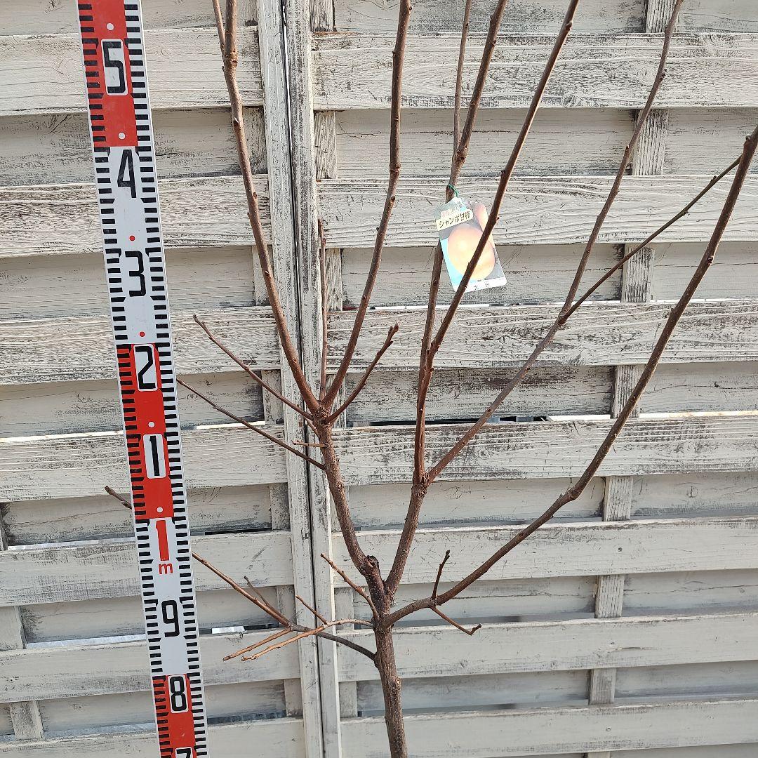 ケンジさま専用 太秋柿 3年生 苗木