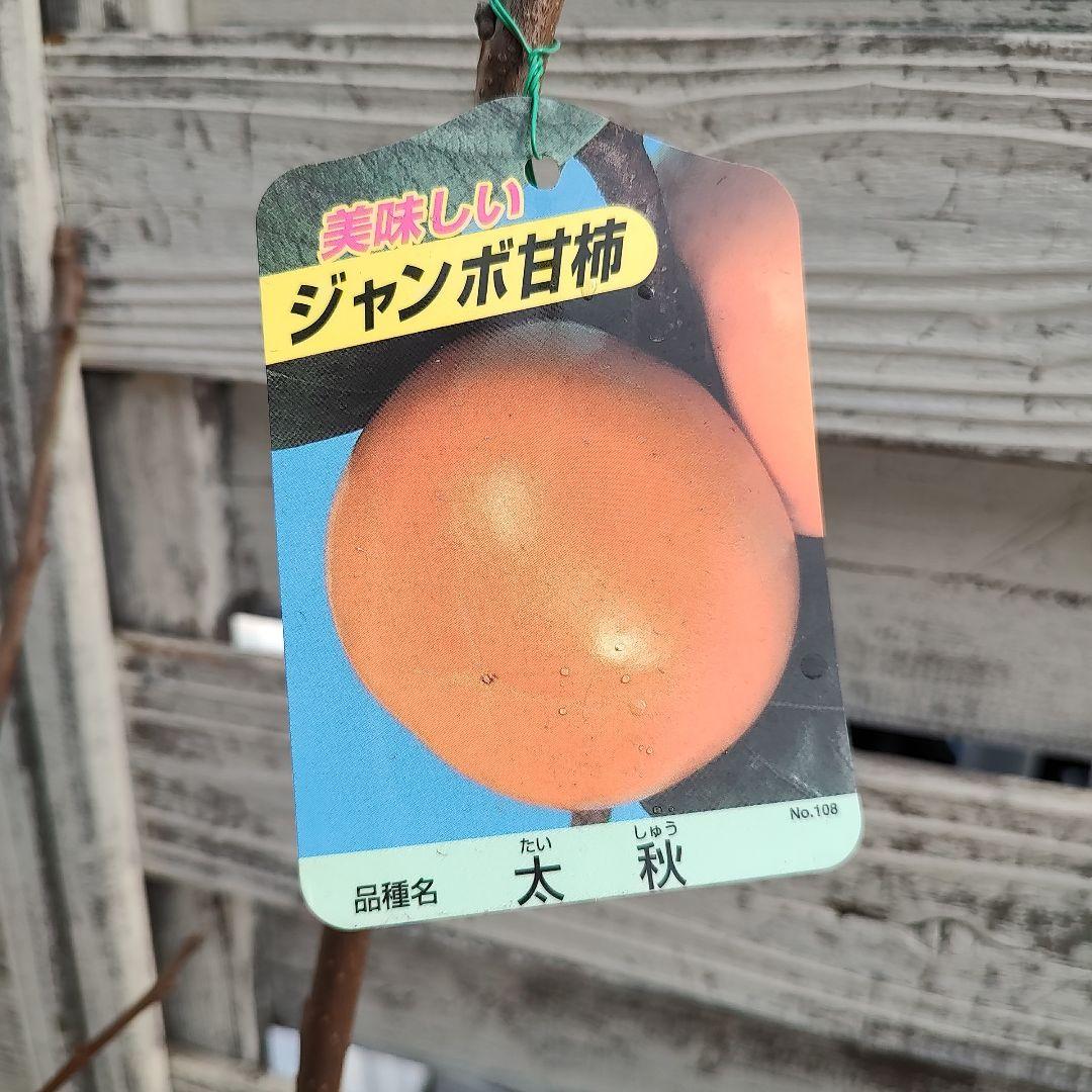 ケンジさま専用 太秋柿 3年生 苗木