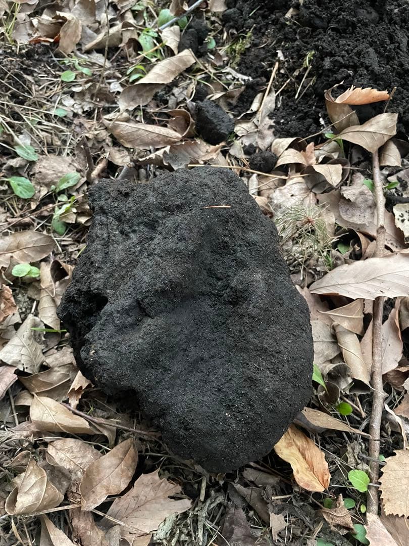【大量】浅間溶岩石