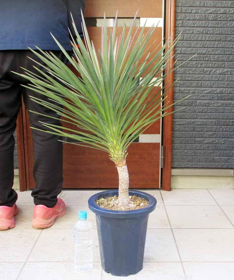 【現品】国内実生株　ユッカ・アロイフォリア　８号　KP番