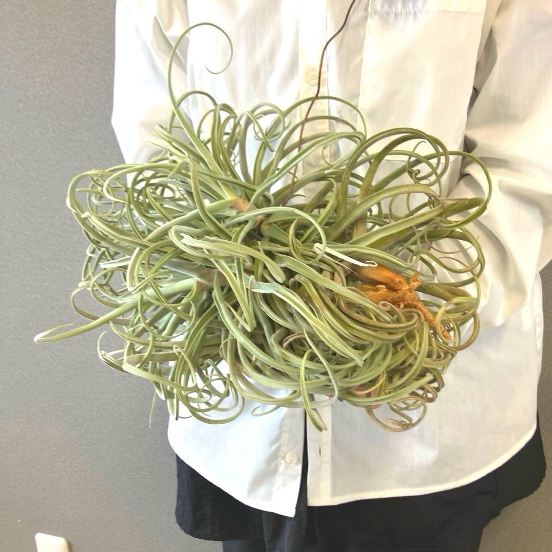 超希少❗️チランジア　ストレプトカルパ　群生✨