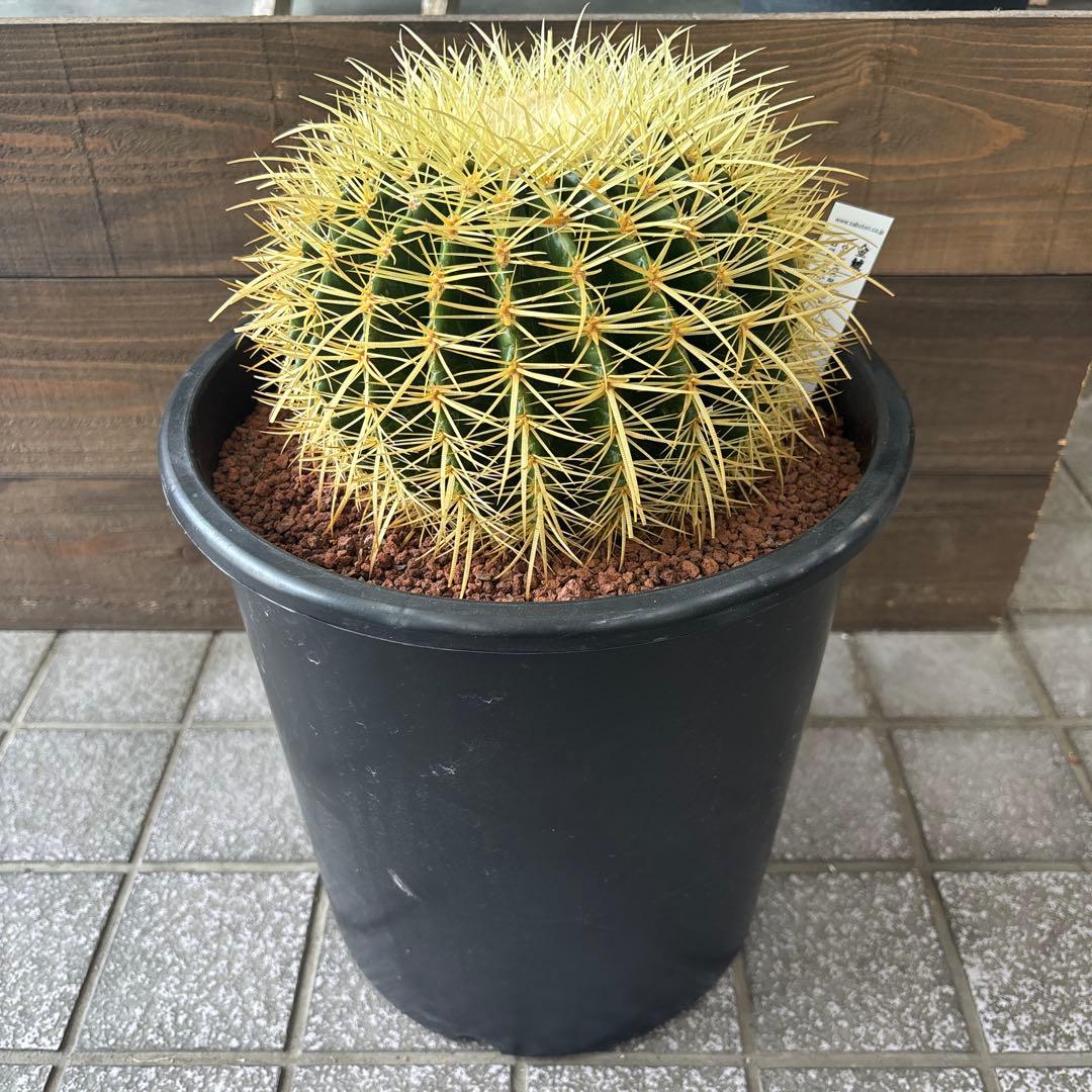 キンシャチ　サボテン　金鯱　8号寸　ロックガーデン