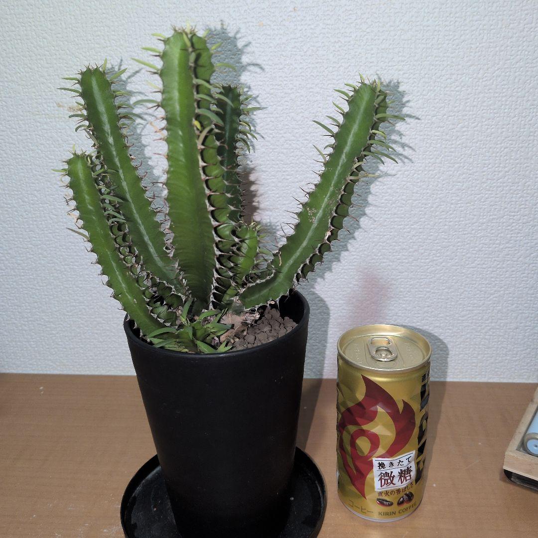 ユーフォルビア　ムランジーナ　大株 木質化　良型　（鉢付き)