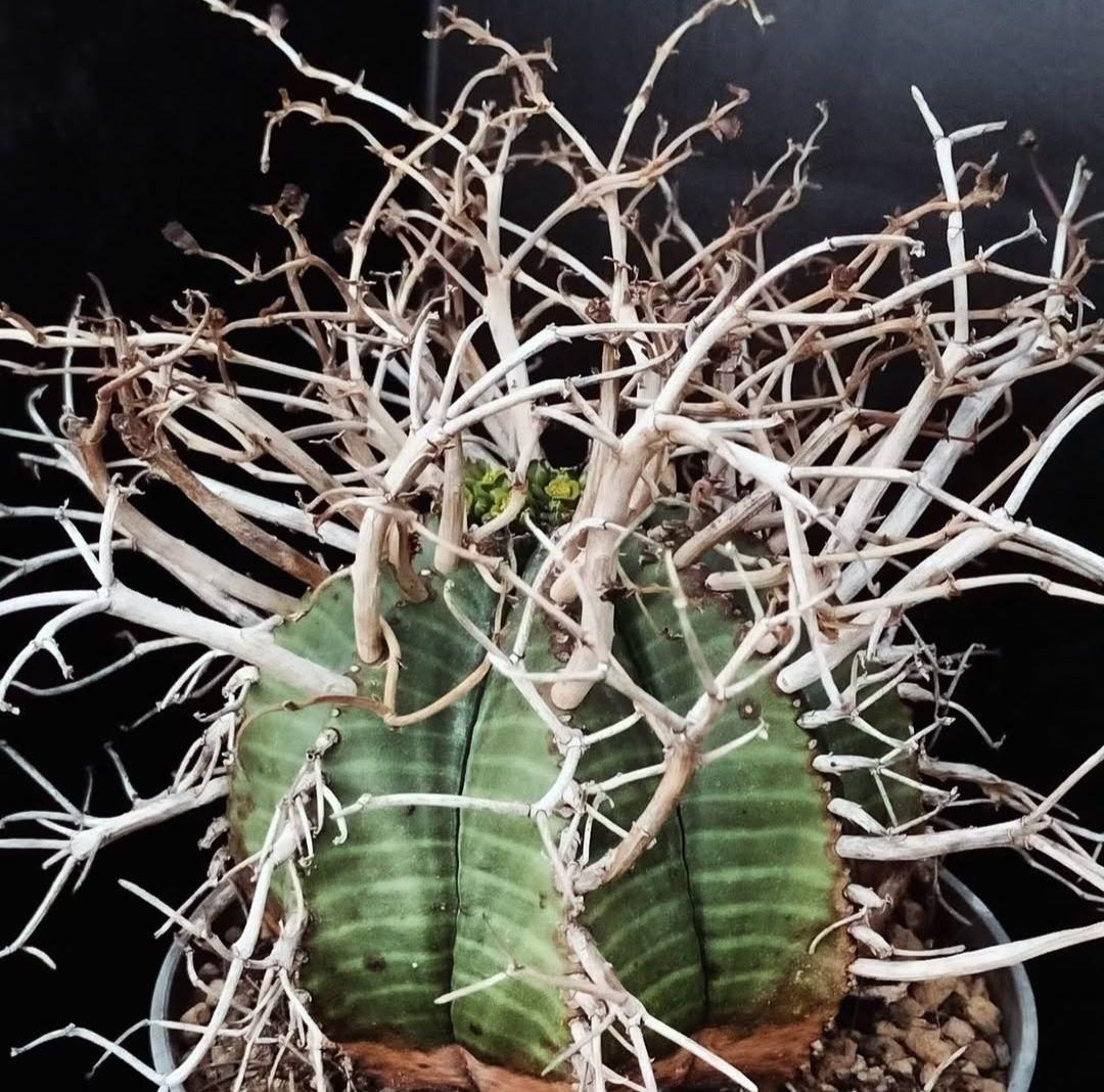 メルカリ便発送☆ユーフォルビア スーパーバリダ 白老交配