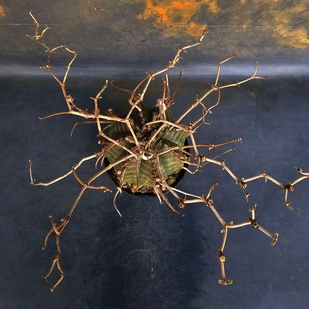 メルカリ便発送☆ユーフォルビア スーパーバリダ 白老交配