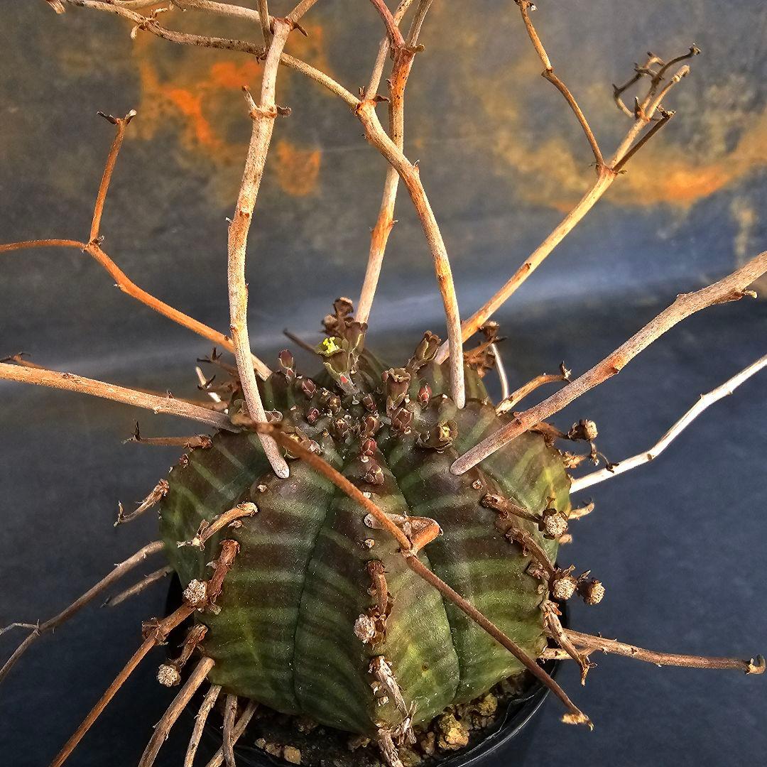 メルカリ便発送☆ユーフォルビア スーパーバリダ 白老交配