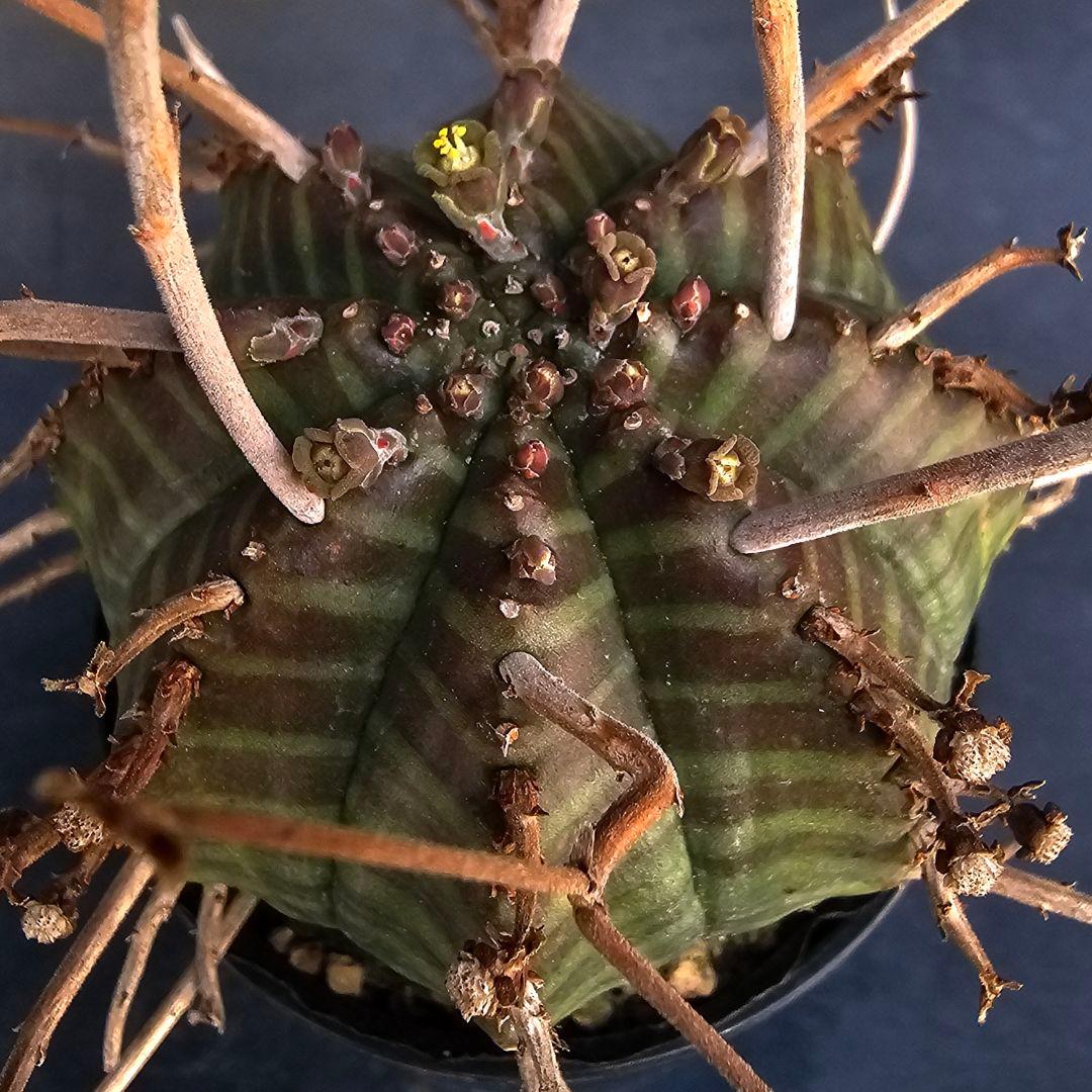 メルカリ便発送☆ユーフォルビア スーパーバリダ 白老交配