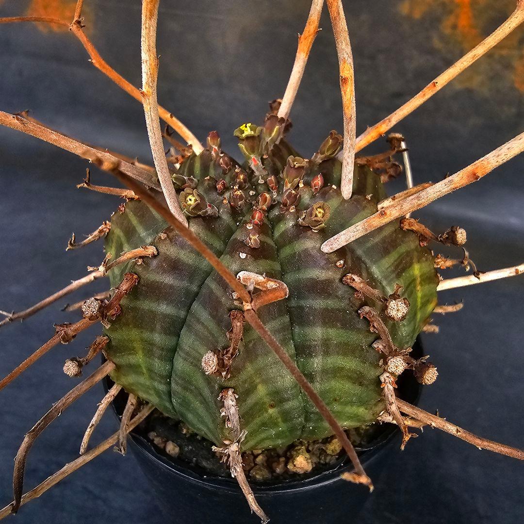 メルカリ便発送☆ユーフォルビア スーパーバリダ 白老交配