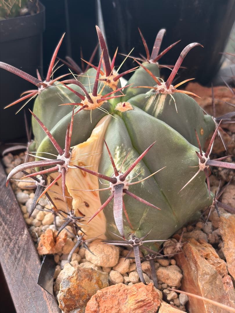 フェロカクタス刈穂玉錦　白斑入り◇アロエ多肉サボテン　ハオルチア　アガベ ユッカ