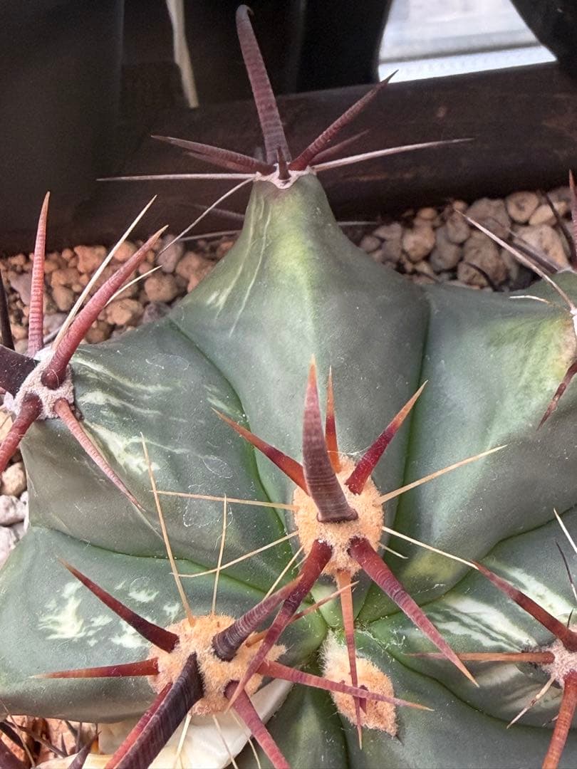 フェロカクタス刈穂玉錦　白斑入り◇アロエ多肉サボテン　ハオルチア　アガベ ユッカ