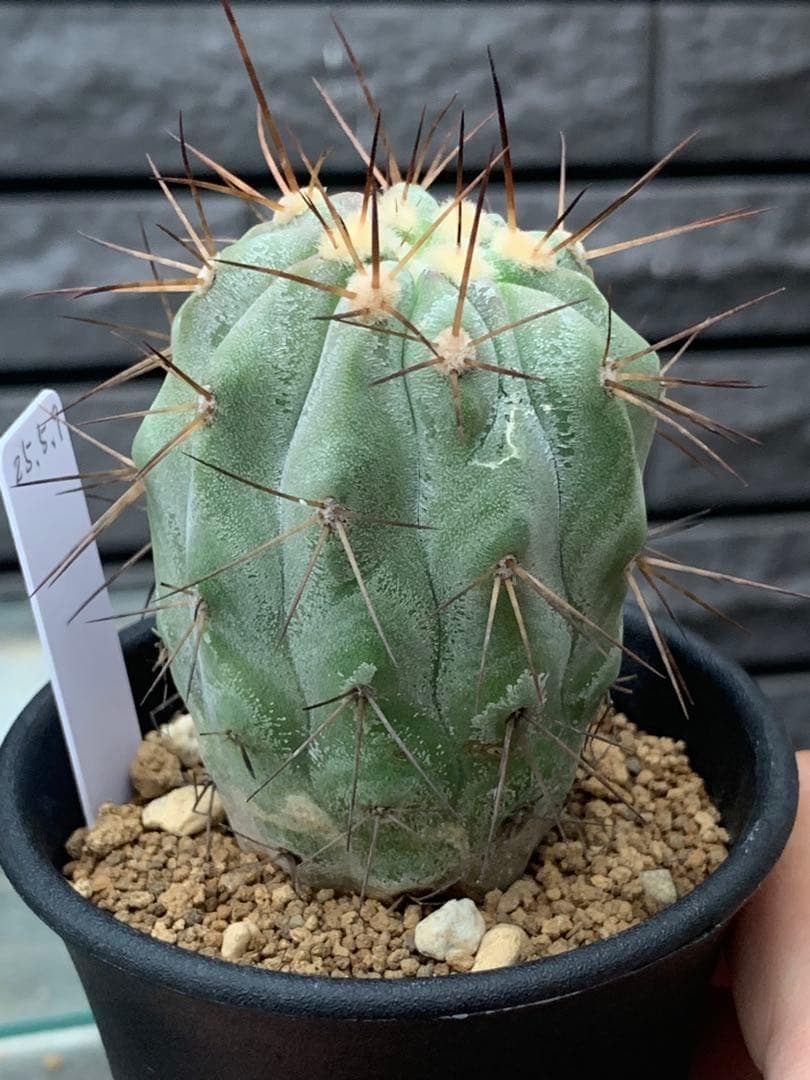 サボテン　コピアポア　黒王丸　鉢のまま