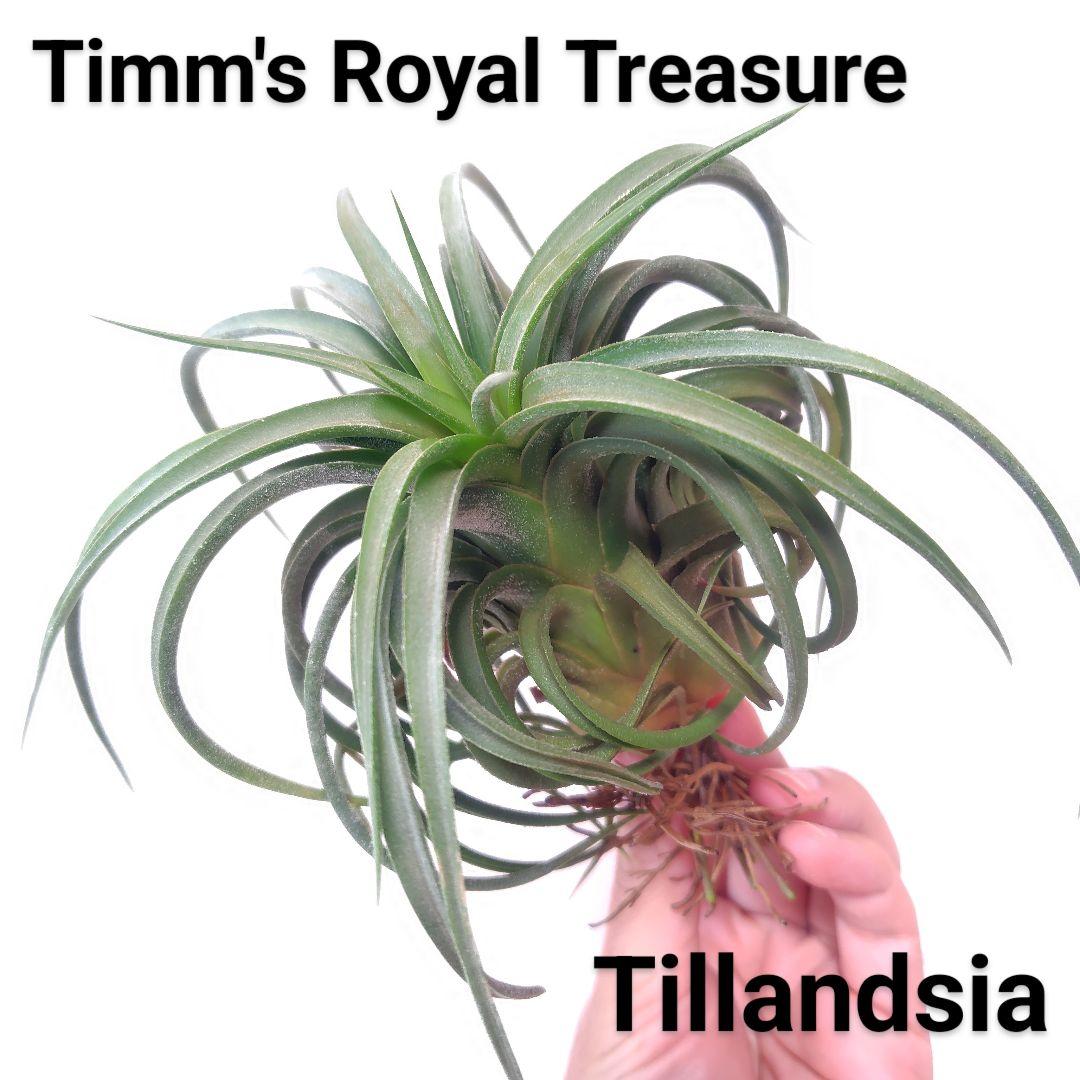 チランジア ティムズロイヤルトレジャー