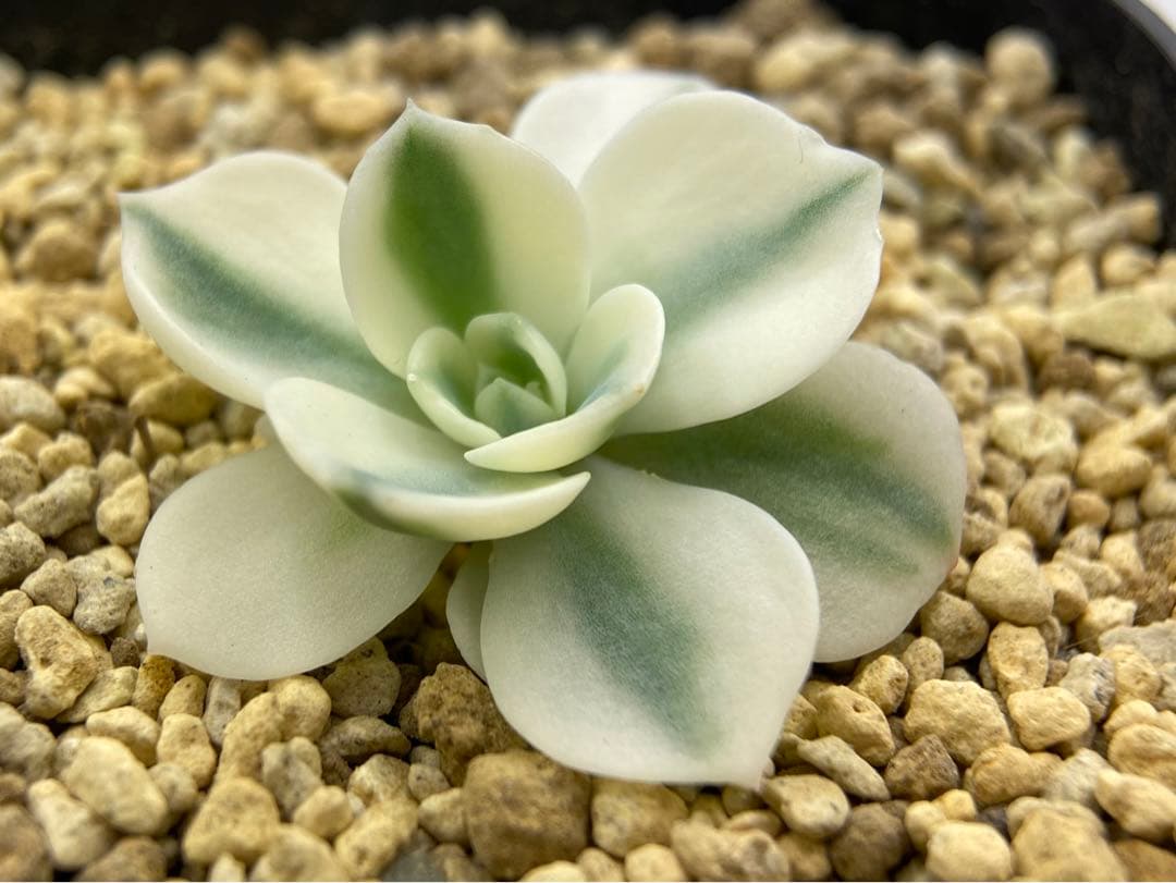 多肉植物　錦　ルノーディーン　カット苗　699