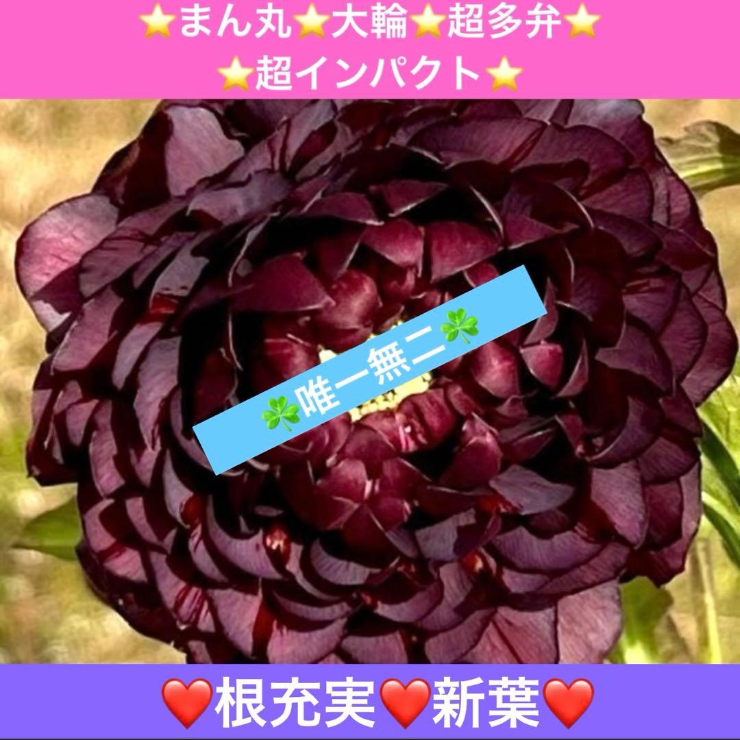 ま*️様 ☘️唯一無二☘️❤️根充実❤️新葉❤️3228⭐️まん丸⭐️大輪⭐️超