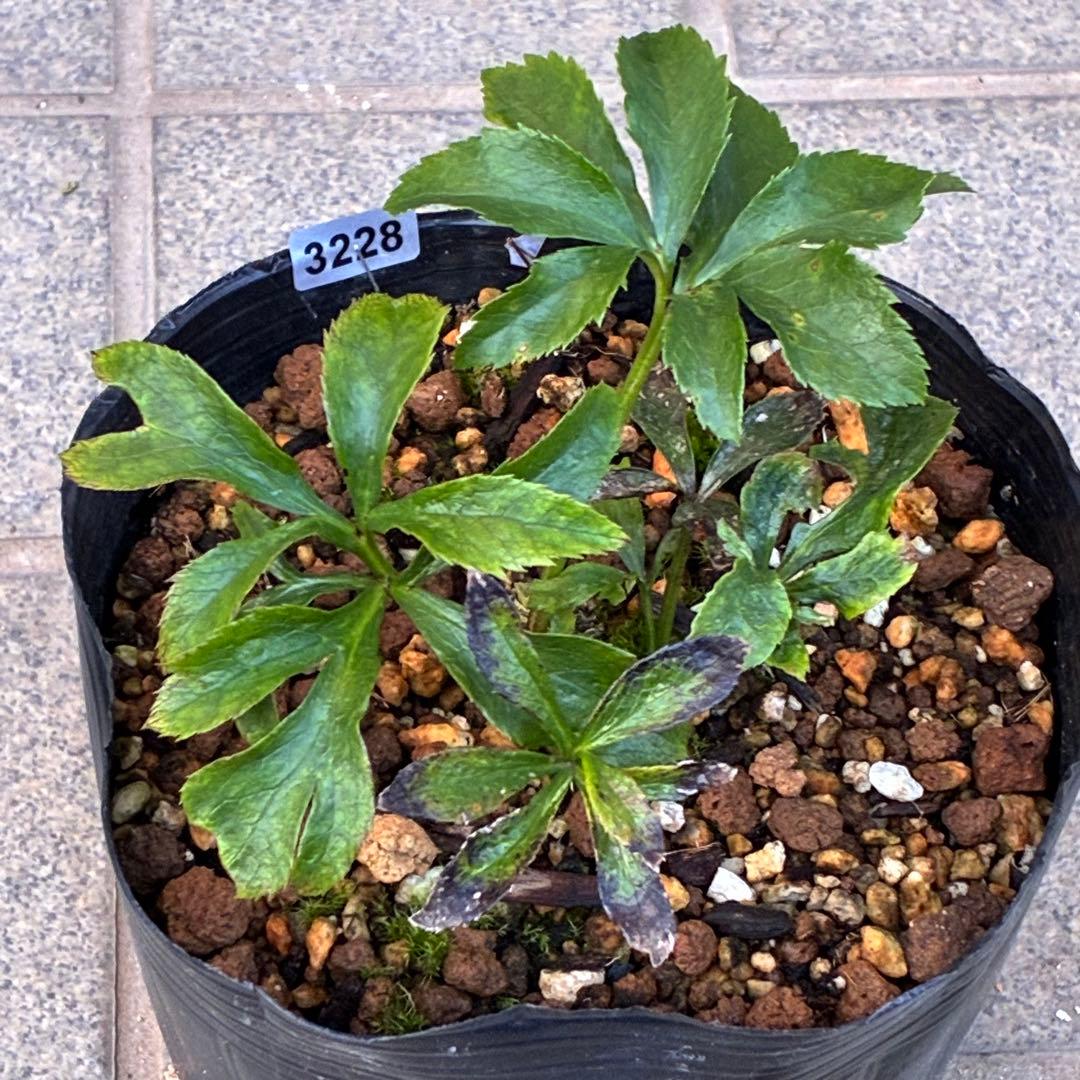 ま*️様 ☘️唯一無二☘️❤️根充実❤️新葉❤️3228⭐️まん丸⭐️大輪⭐️超